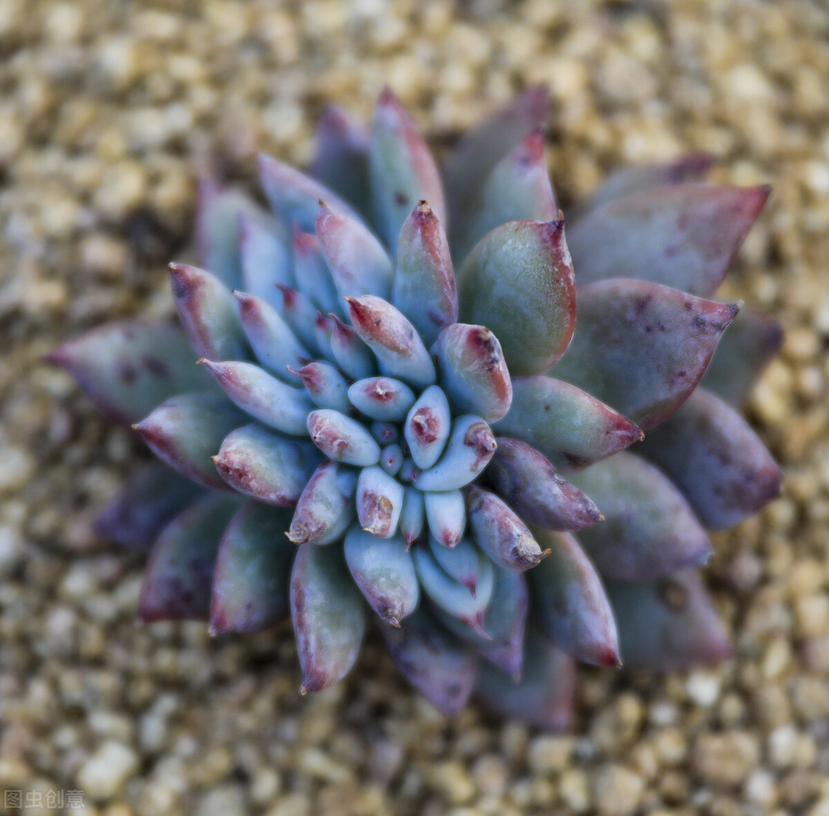 多肉植物養(yǎng)護(hù)不當(dāng)問題_新栽多肉植物服盆技巧_剛種下的多肉可以曬太陽嗎