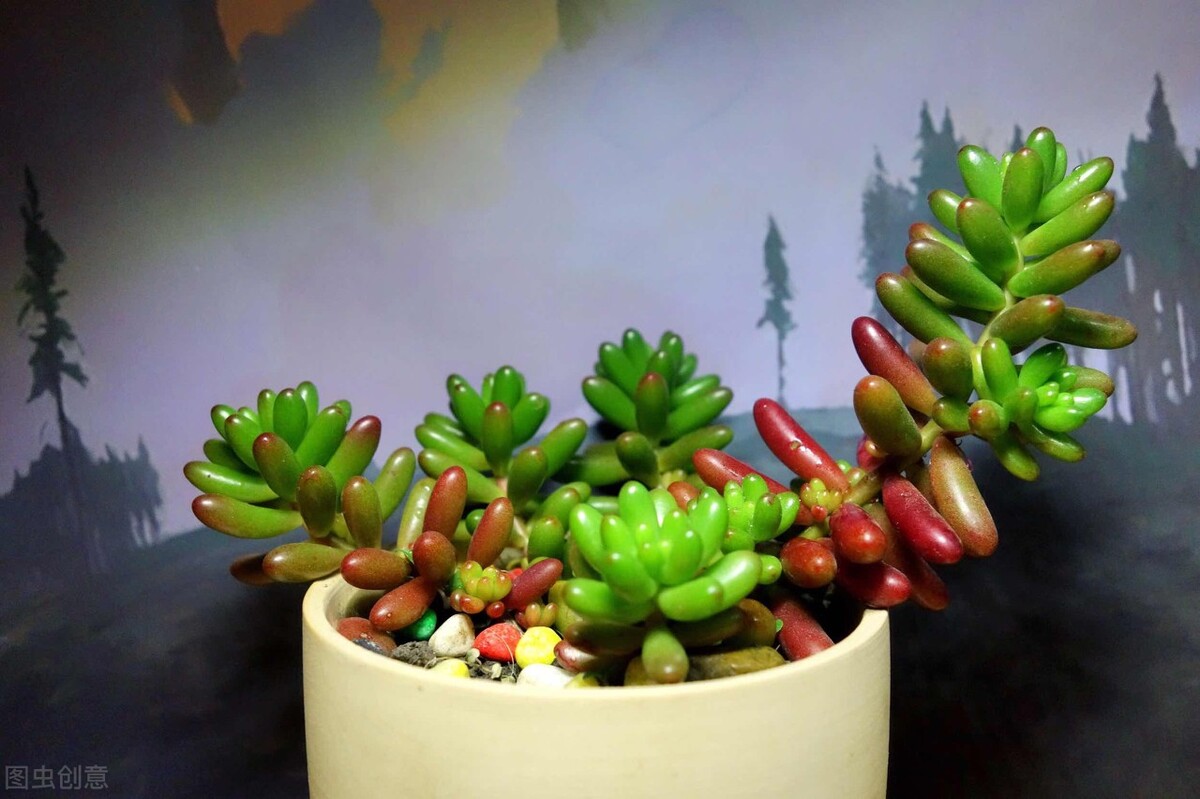 觀音蓮夏天養(yǎng)護技巧_多肉植物夏天防徒長_多肉火焰蒂亞的養(yǎng)殖方法和注意事項