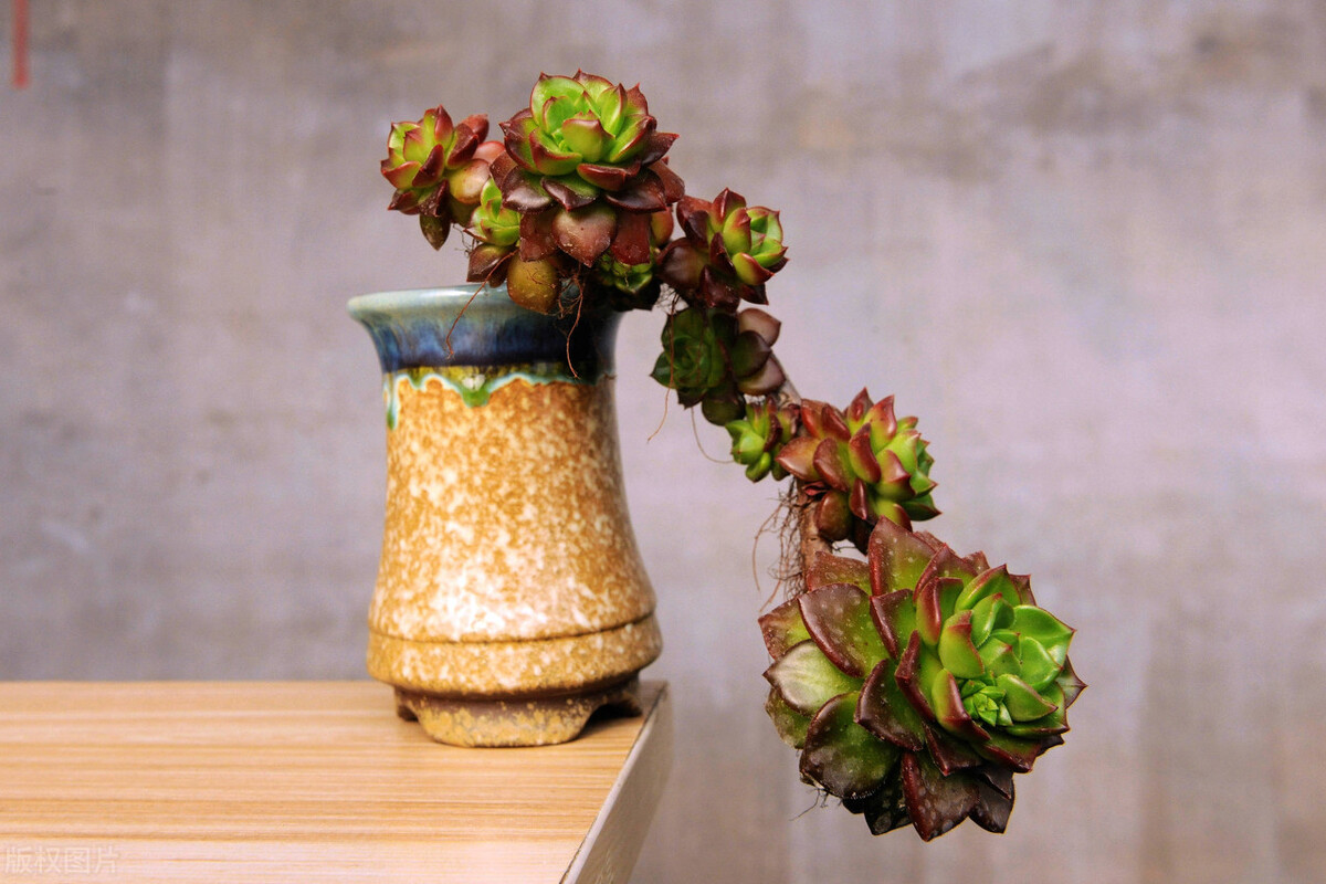 觀音蓮夏天養(yǎng)護技巧_多肉火焰蒂亞的養(yǎng)殖方法和注意事項_多肉植物夏天防徒長