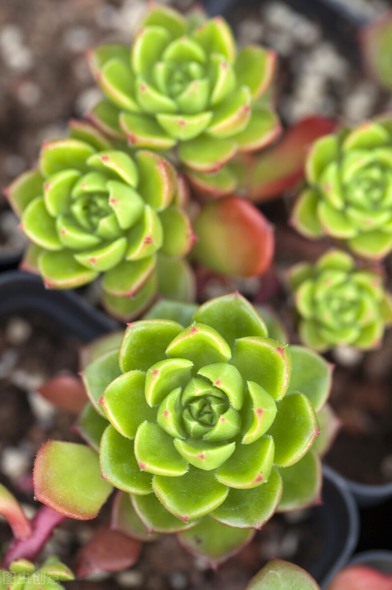 觀音蓮夏天養(yǎng)護技巧_多肉火焰蒂亞的養(yǎng)殖方法和注意事項_多肉植物夏天防徒長