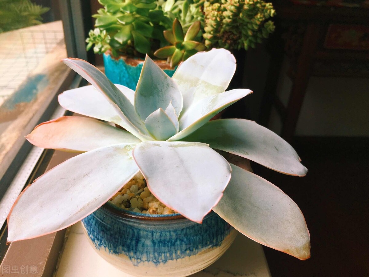 多肉植物夏天防徒長_多肉火焰蒂亞的養(yǎng)殖方法和注意事項_觀音蓮夏天養(yǎng)護技巧