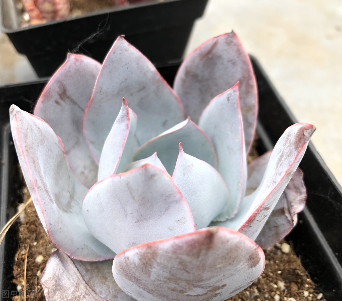 觀音蓮夏天養(yǎng)護技巧_多肉火焰蒂亞的養(yǎng)殖方法和注意事項_多肉植物夏天防徒長