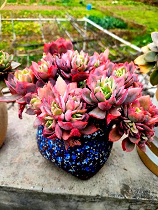 多肉瀑布種植技巧_多肉的土壤可以用路邊土嗎_山東多肉種植經(jīng)驗(yàn)