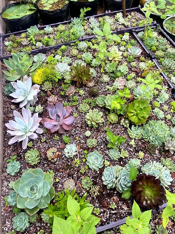 多肉的土壤可以用路邊土嗎_山東多肉種植經(jīng)驗(yàn)_多肉瀑布種植技巧