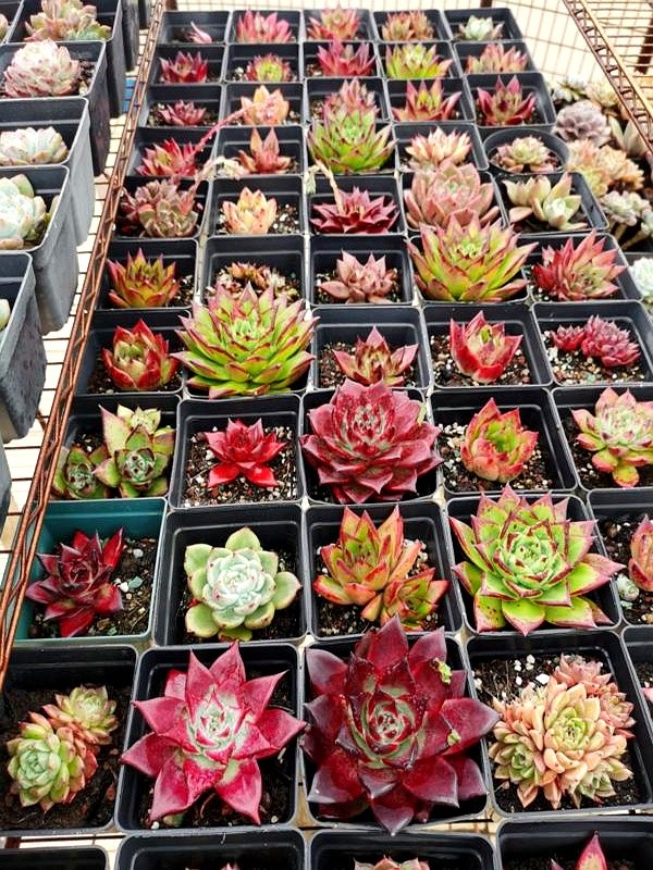 多肉瀑布種植技巧_多肉的土壤可以用路邊土嗎_山東多肉種植經(jīng)驗(yàn)