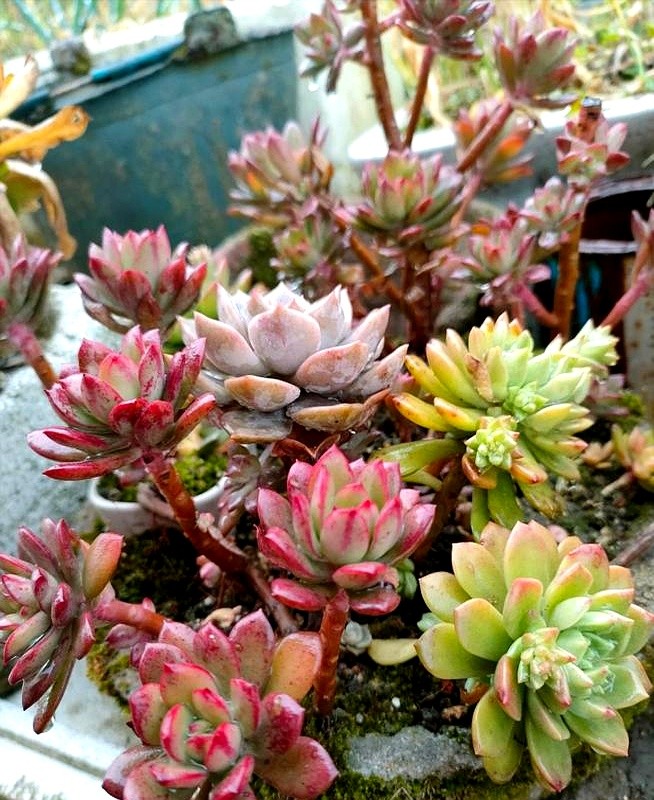 多肉的土壤可以用路邊土嗎_山東多肉種植經(jīng)驗(yàn)_多肉瀑布種植技巧