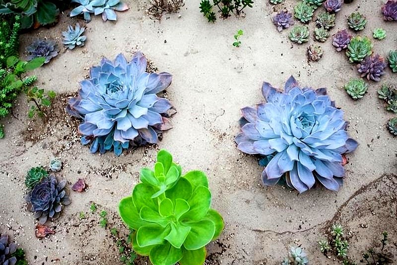 山東多肉種植經(jīng)驗(yàn)_多肉瀑布種植技巧_多肉的土壤可以用路邊土嗎
