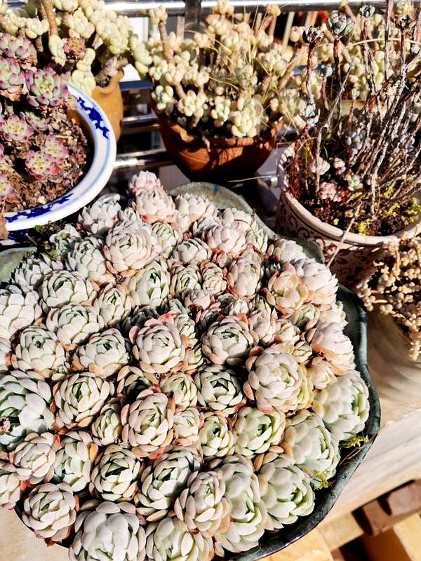 山東多肉種植經(jīng)驗(yàn)_多肉的土壤可以用路邊土嗎_多肉瀑布種植技巧