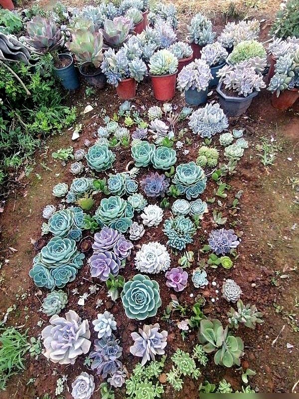 多肉瀑布種植技巧_多肉的土壤可以用路邊土嗎_山東多肉種植經(jīng)驗(yàn)