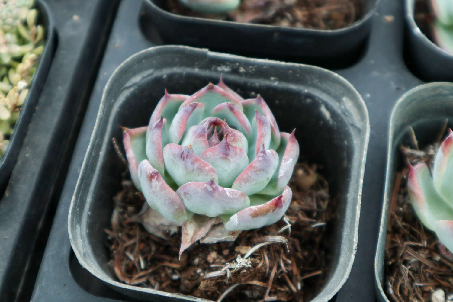 多肉適合酸性還是堿性土壤_腐葉土和泥炭土的應用_多肉植物土壤配方