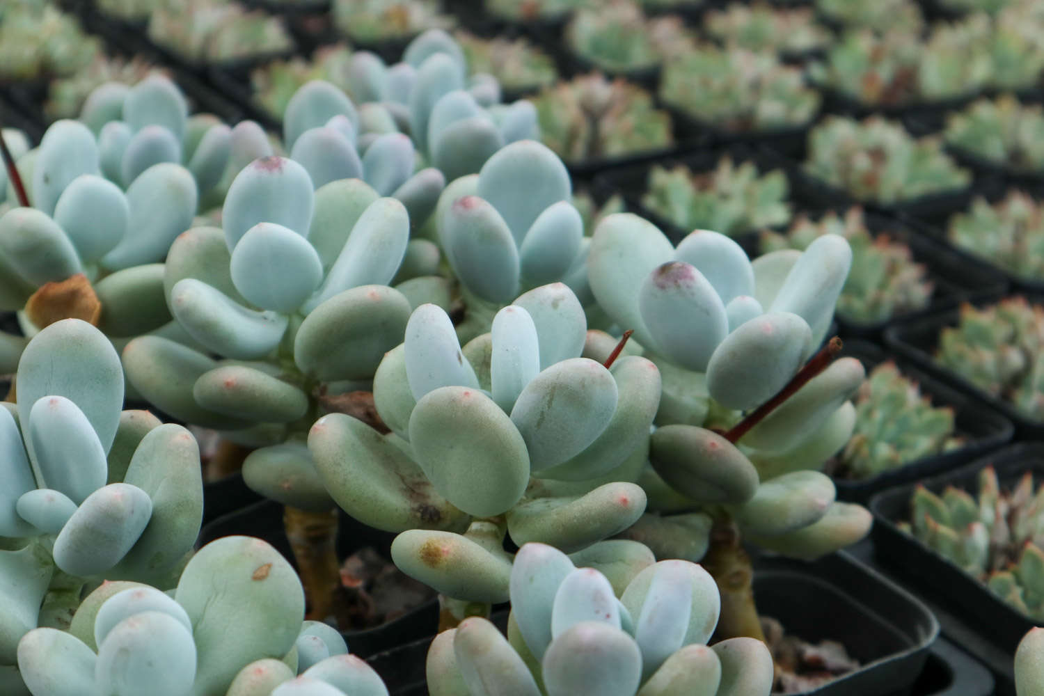 多肉適合酸性還是堿性土壤_多肉植物土壤配方_腐葉土和泥炭土的應用