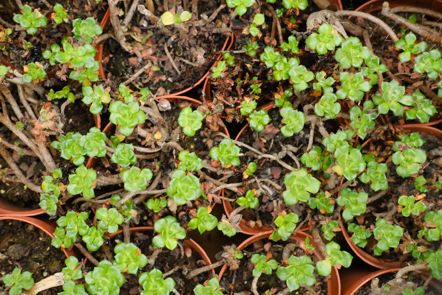 腐葉土和泥炭土的應用_多肉植物土壤配方_多肉適合酸性還是堿性土壤