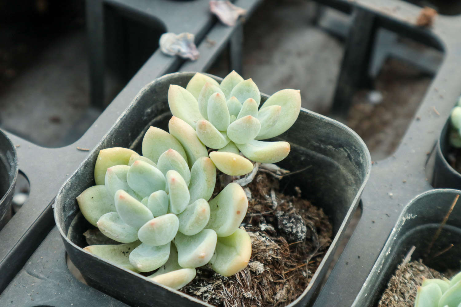 多肉植物土壤配方_多肉適合酸性還是堿性土壤_腐葉土和泥炭土的應用