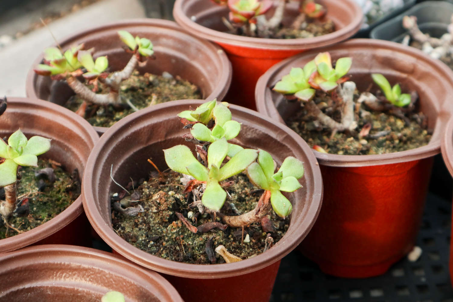 腐葉土和泥炭土的應用_多肉適合酸性還是堿性土壤_多肉植物土壤配方