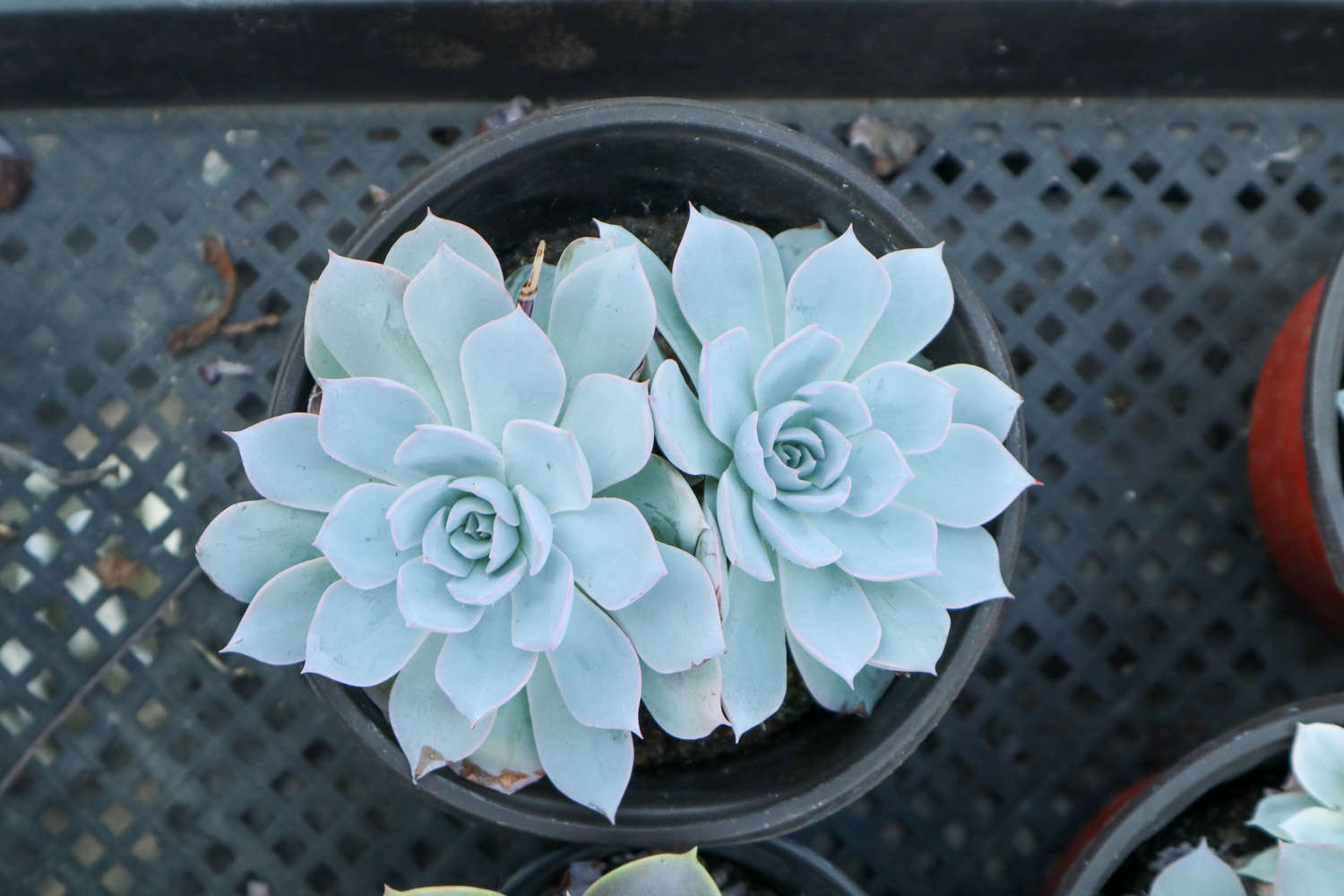 多肉植物土壤配方_多肉適合酸性還是堿性土壤_腐葉土和泥炭土的應用