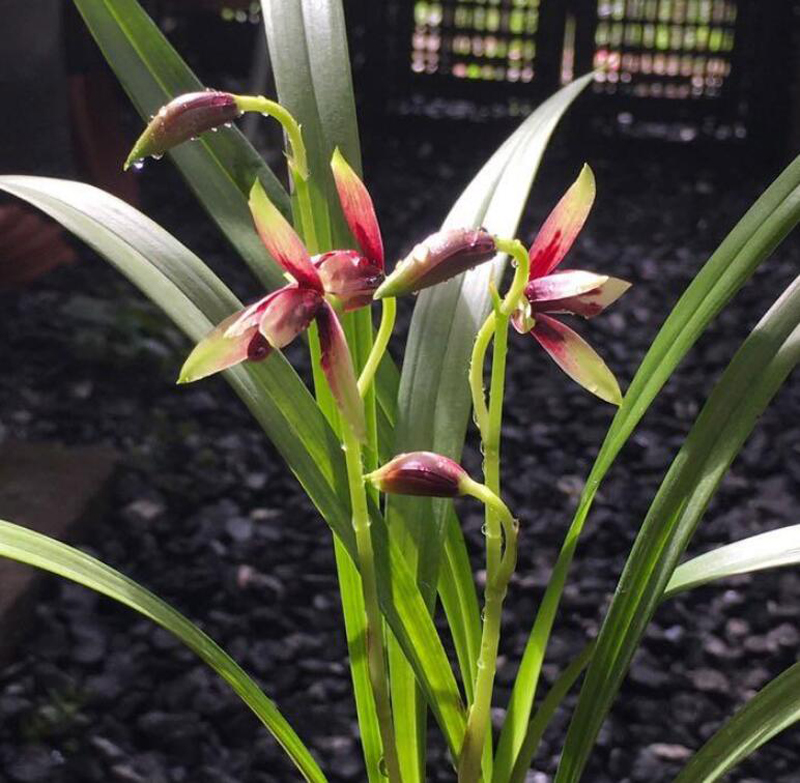 新苗出土情況觀察_怎么知道多肉服盆沒(méi)有_蘭花服盆判斷方法