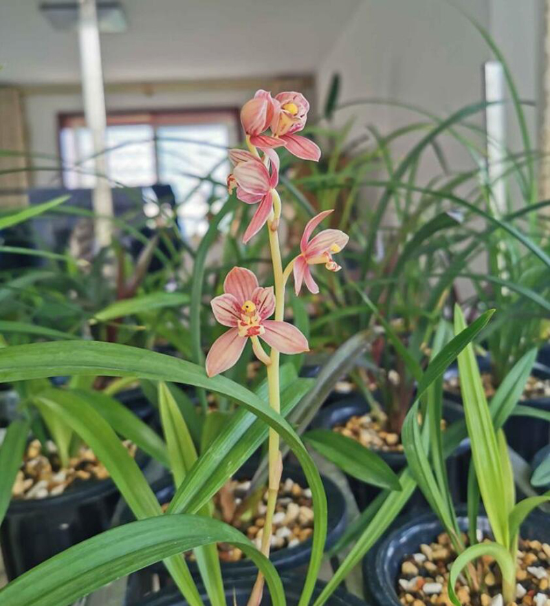 新苗出土情況觀察_怎么知道多肉服盆沒(méi)有_蘭花服盆判斷方法