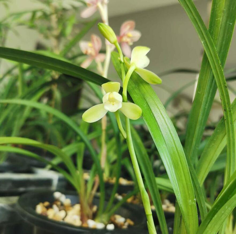 怎么知道多肉服盆沒(méi)有_新苗出土情況觀察_蘭花服盆判斷方法