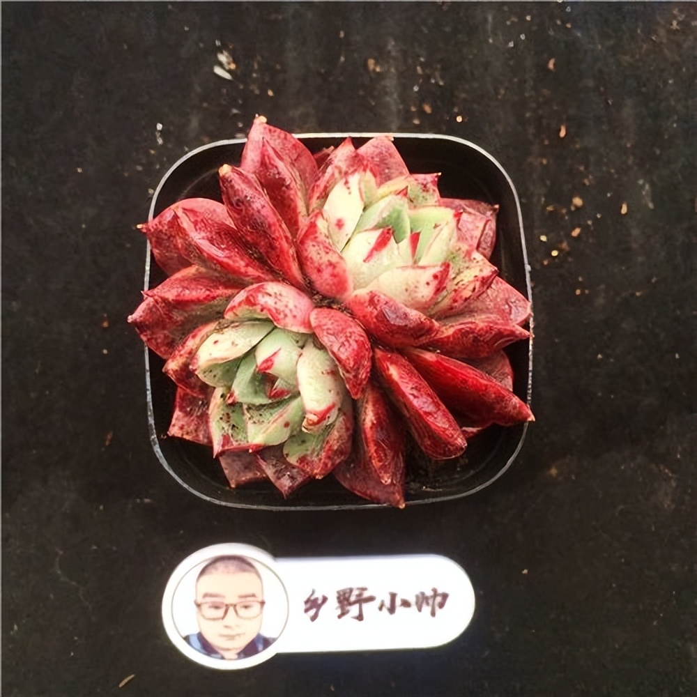 多肉寶蓮燈的養(yǎng)殖方法和注意事項(xiàng)_紅寶石多肉植物_斗牛士多肉植物養(yǎng)護(hù)