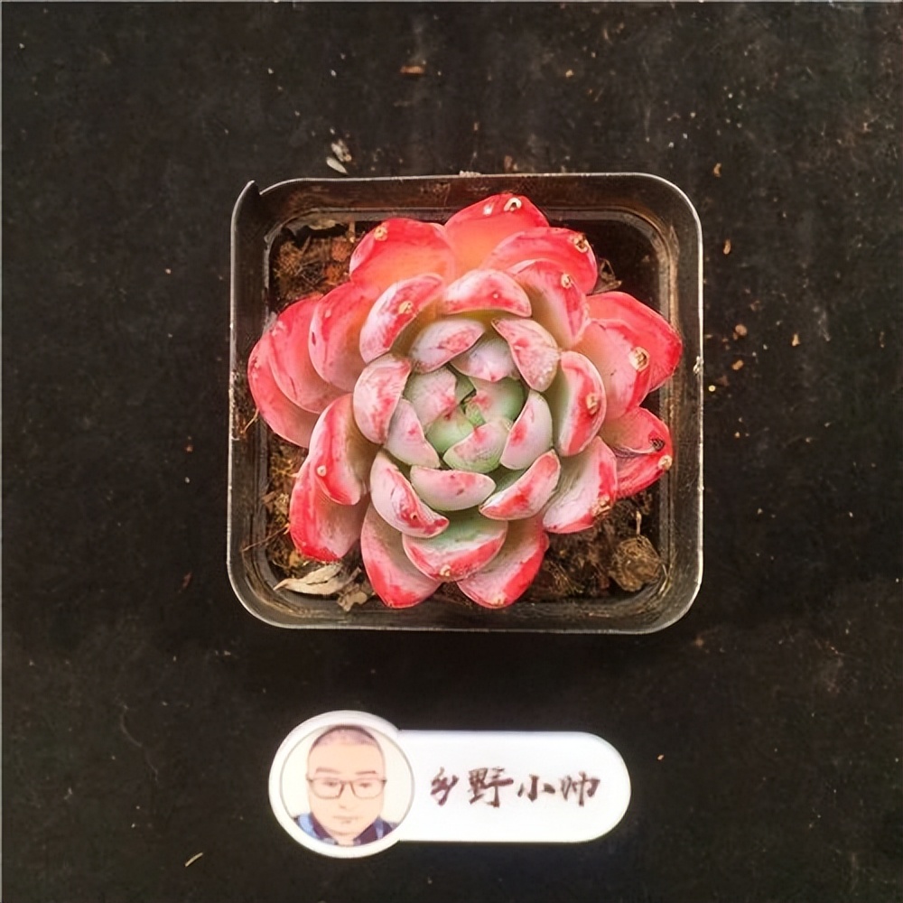 多肉寶蓮燈的養(yǎng)殖方法和注意事項(xiàng)_斗牛士多肉植物養(yǎng)護(hù)_紅寶石多肉植物