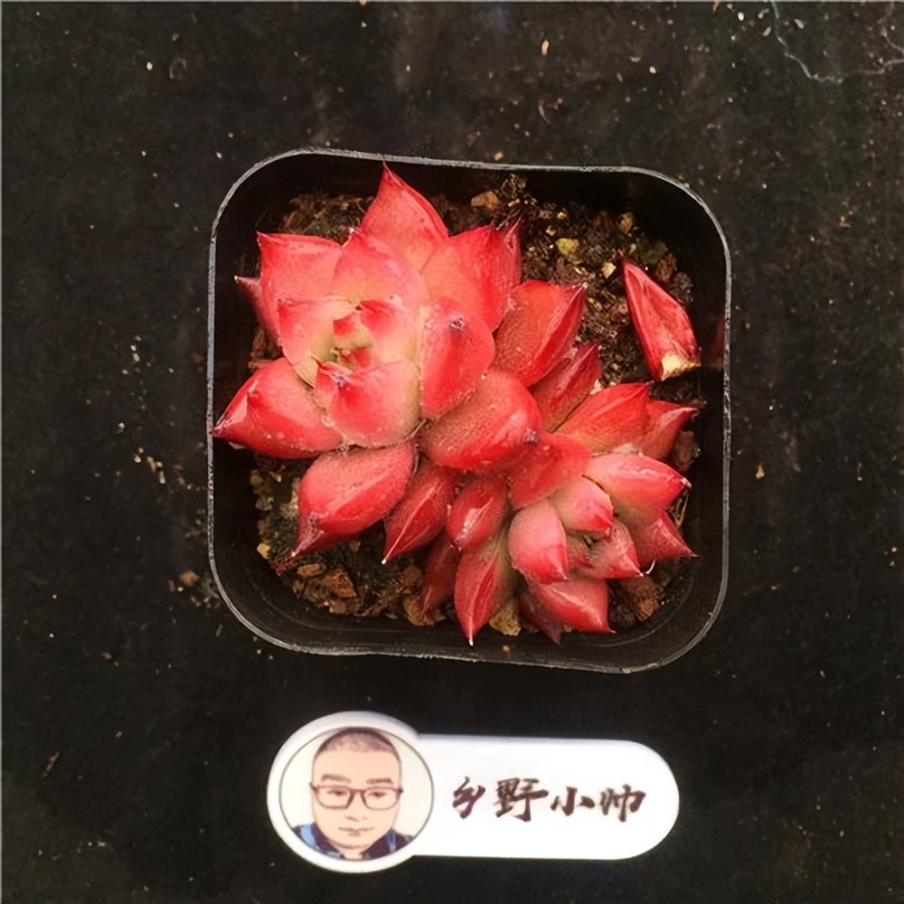 紅寶石多肉植物_多肉寶蓮燈的養(yǎng)殖方法和注意事項(xiàng)_斗牛士多肉植物養(yǎng)護(hù)