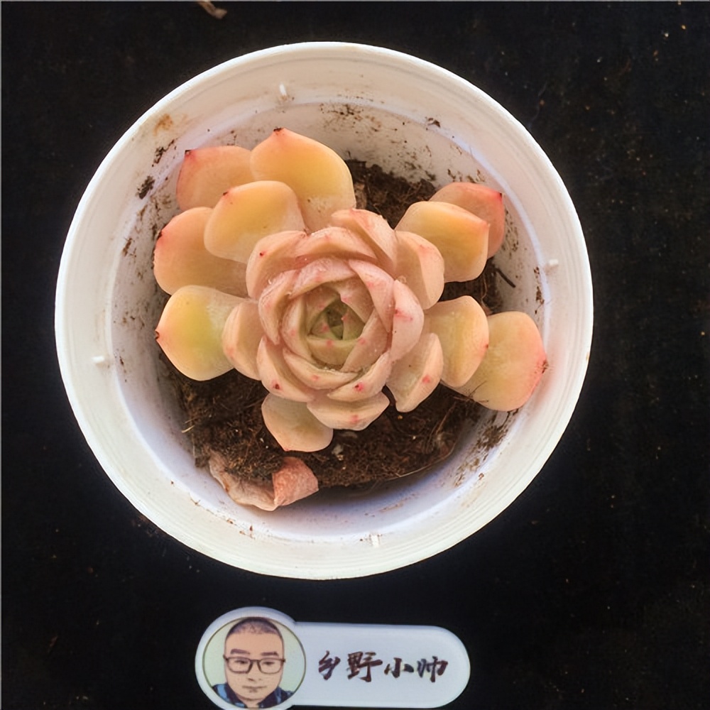 紅寶石多肉植物_斗牛士多肉植物養(yǎng)護(hù)_多肉寶蓮燈的養(yǎng)殖方法和注意事項(xiàng)