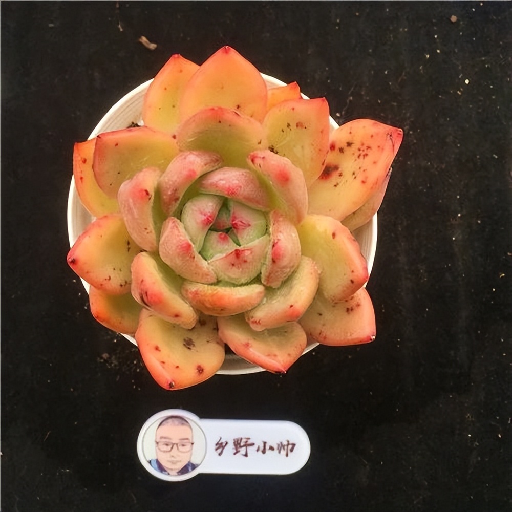 紅寶石多肉植物_多肉寶蓮燈的養(yǎng)殖方法和注意事項(xiàng)_斗牛士多肉植物養(yǎng)護(hù)