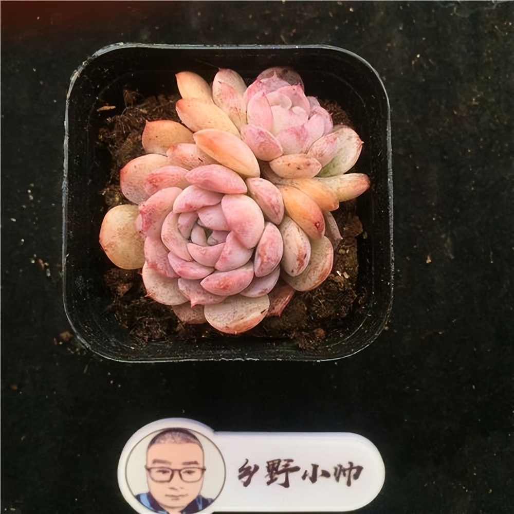 多肉寶蓮燈的養(yǎng)殖方法和注意事項(xiàng)_紅寶石多肉植物_斗牛士多肉植物養(yǎng)護(hù)