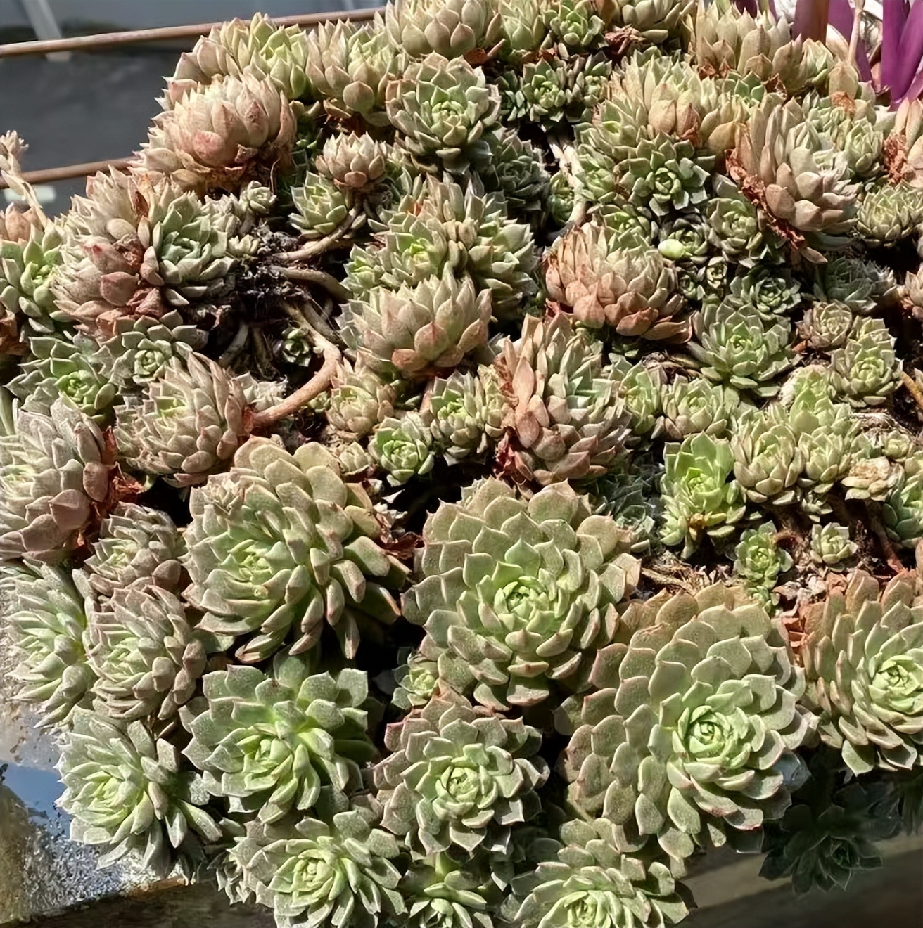 多肉喜歡酸性土壤還是堿性土壤_多肉配土攻略_新手配土萬(wàn)能土