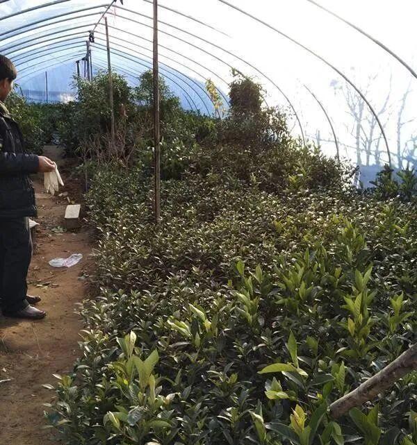 藥錦多肉識別_彩虹多肉退錦還能回來嗎_養(yǎng)花避坑指南