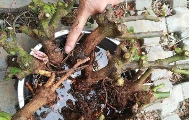 彩虹多肉退錦還能回來嗎_藥錦多肉識別_養(yǎng)花避坑指南